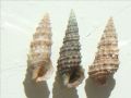 Cerithium scabridum